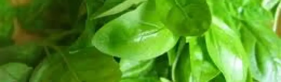 Ganache cioccolato e basilico, sorbetto basilico e limone, allarme per il basilico , Sorbetto al basilico, iIl basilico fe bene. Questa la sentenza che arriva da 1975