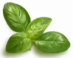 Cucina ligure: Anche il gelato al basilico tra le molte opportunità offerte dalla piantina verde