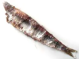 acciugaio