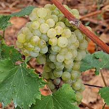 La Lumassina è un vino particolare del Ponente ligure che ben accompagna un piatto di lumache.