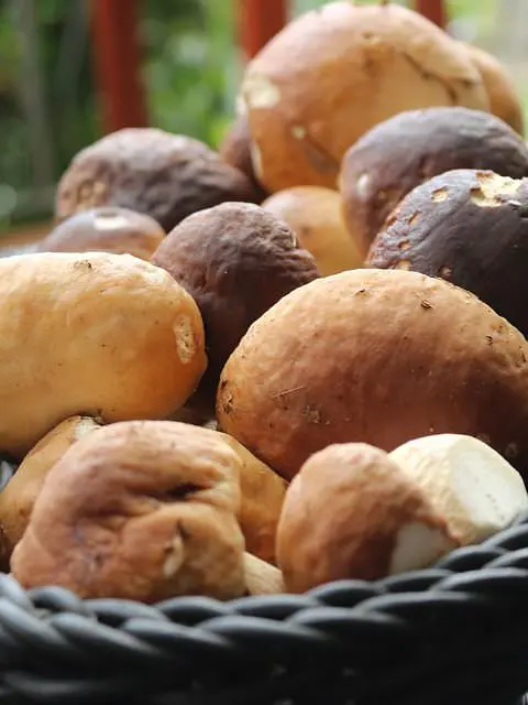 Rana pescatrice con i funghi