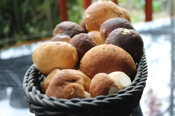 funghi porcini in fricassea,Rana pescatrice con i funghi