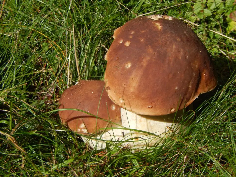 funghi ripieni