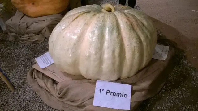 Zucca di Murta