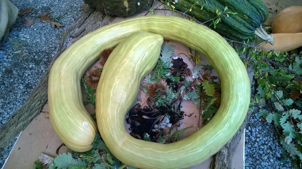 Mostra della zucca