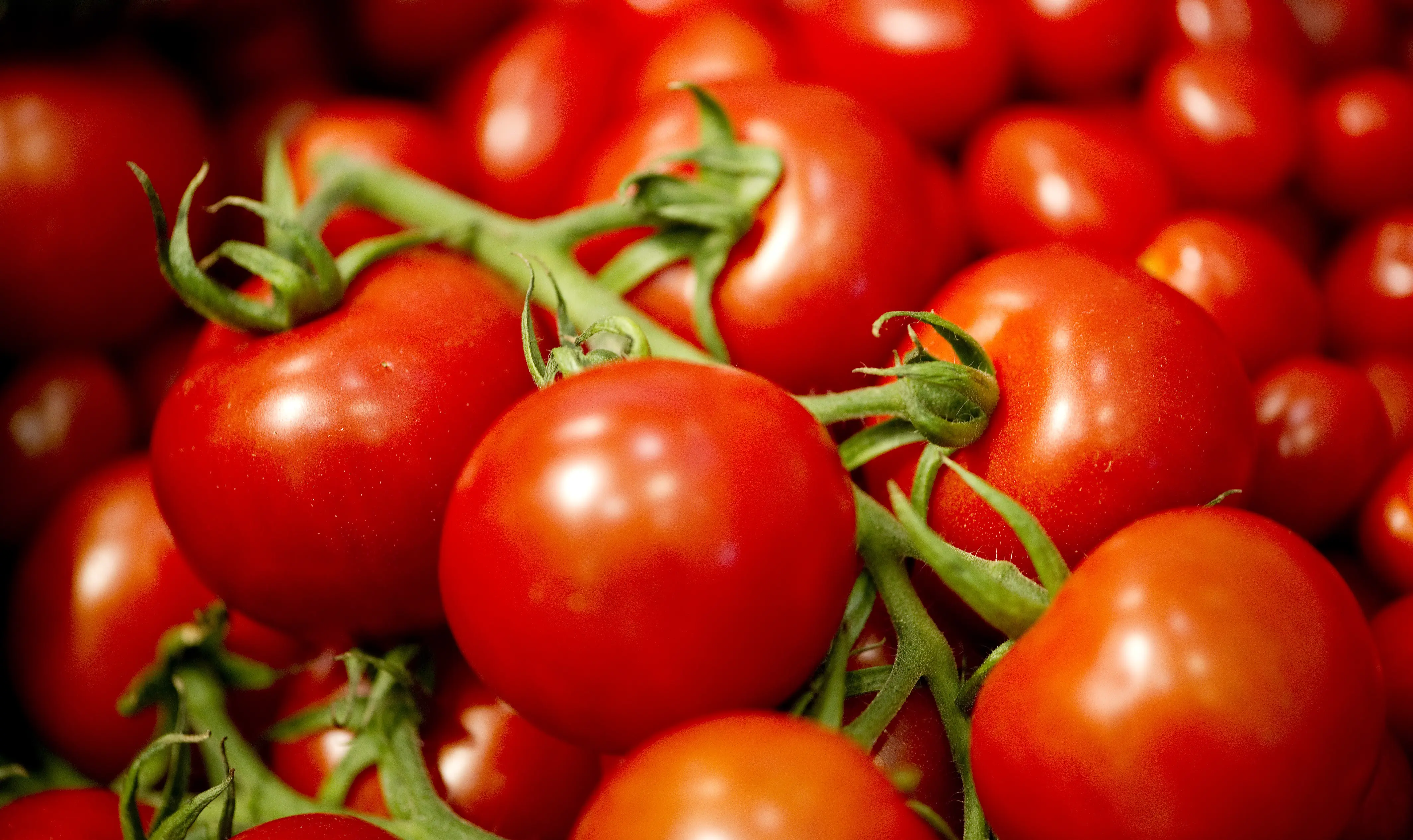 pomodori in tegame, salsa agrodolce, pomodori ripieni