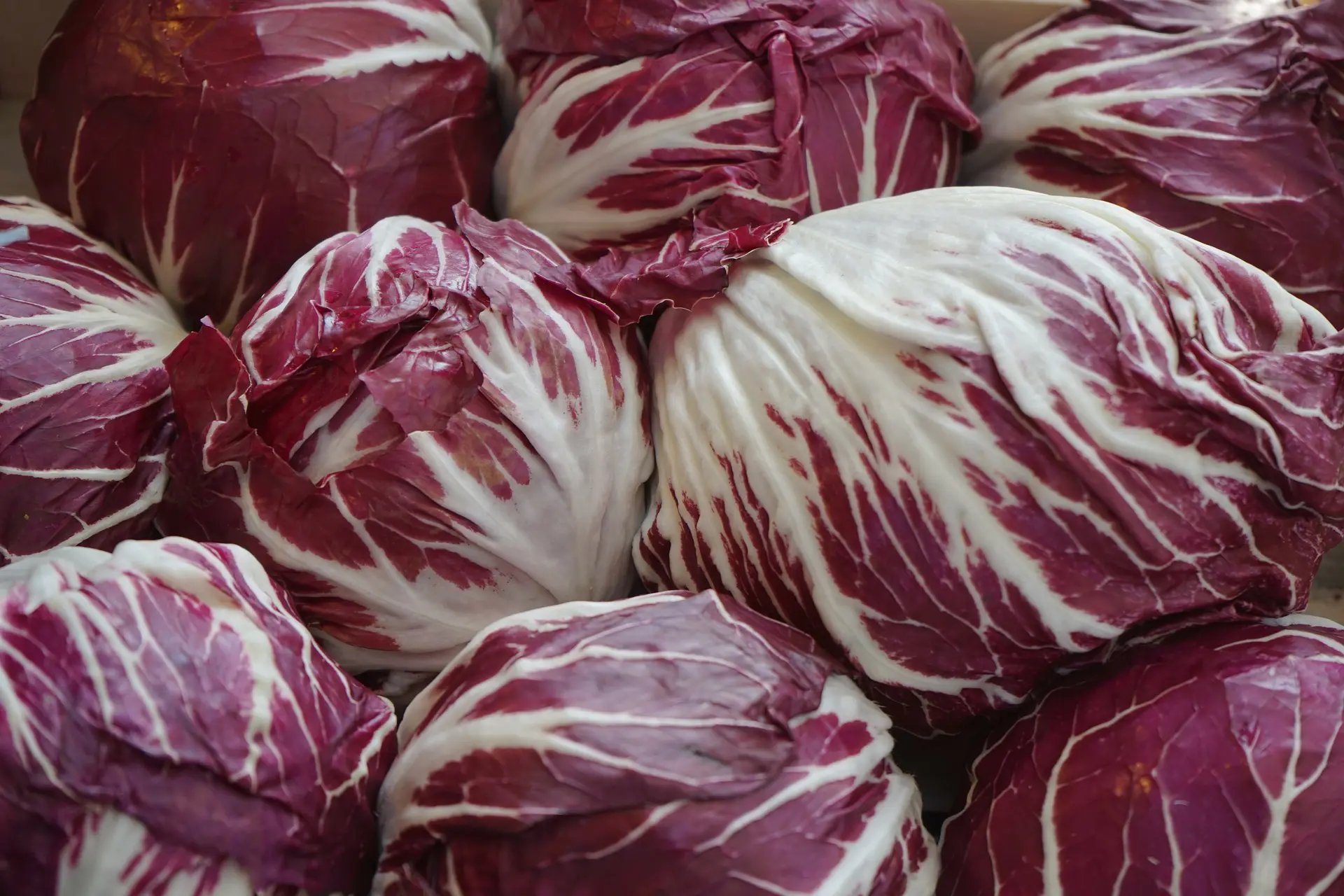 radicchio rosso