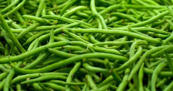 fagiolini in fricassea