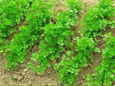 cibi contaminati e il prezzemolo tra questi