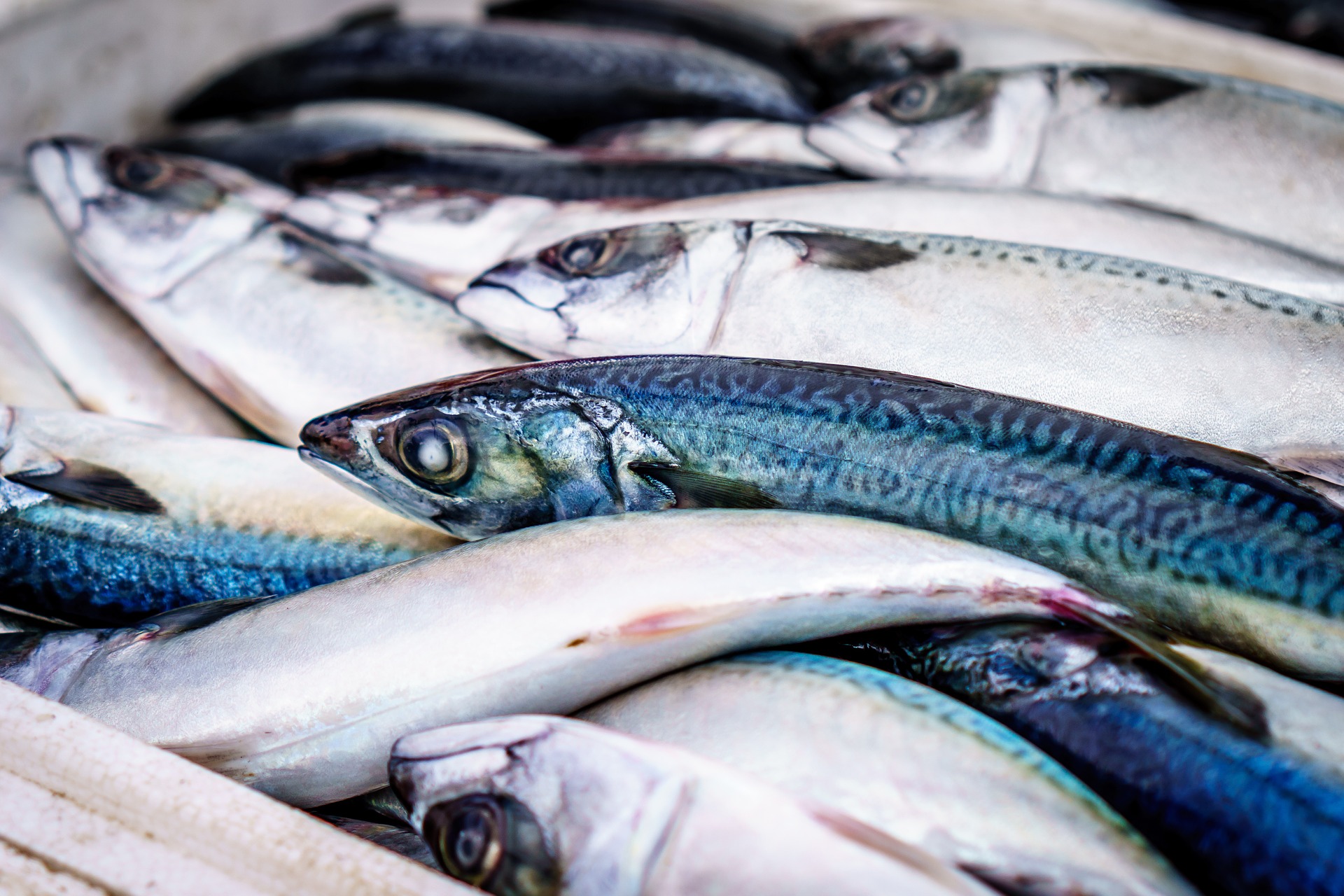 pesce di allevamento, Pesce di stagione , pesca in liguria, pesce crudo