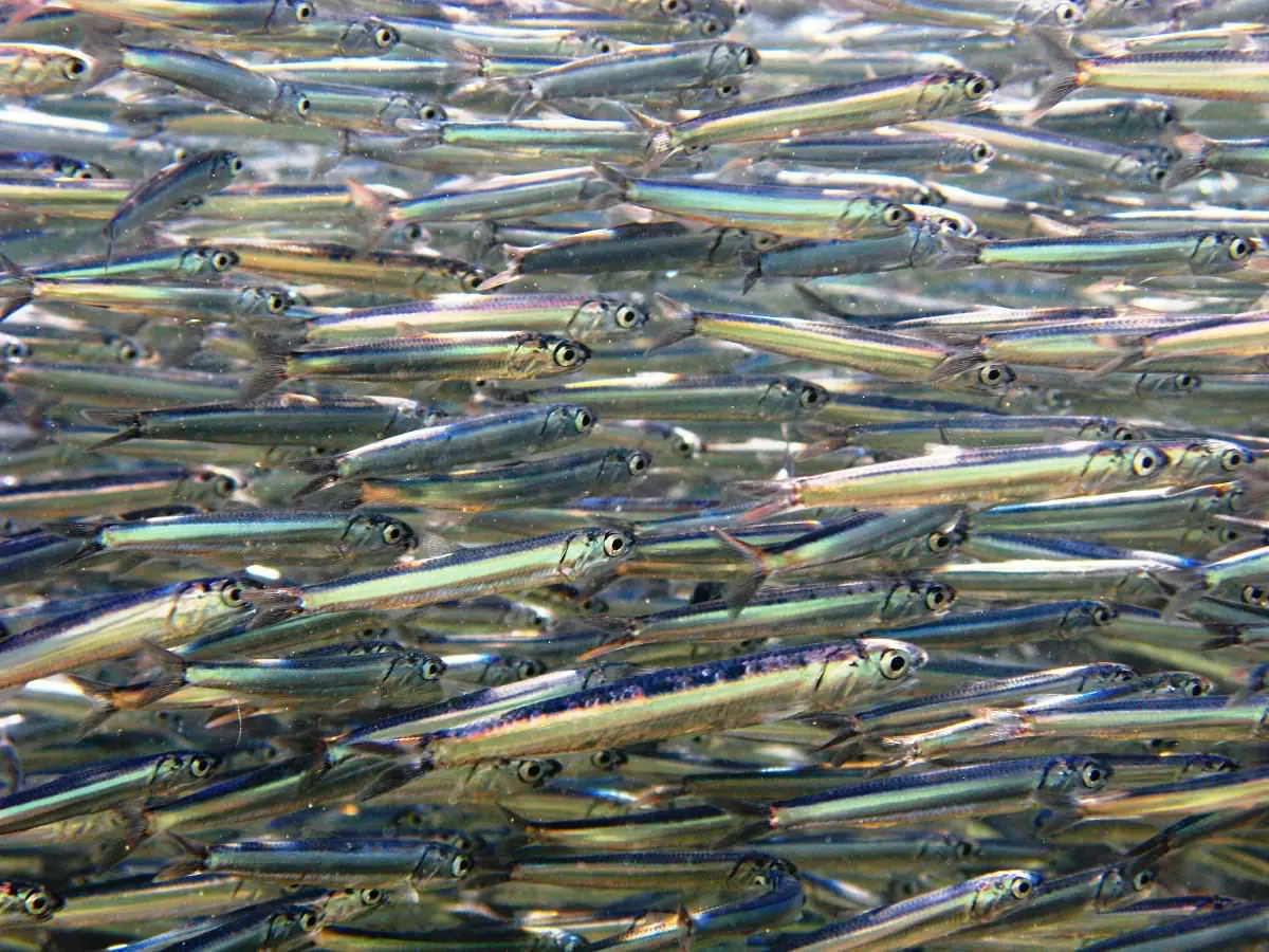 acciughe liguri, Pesce povero, Bagnun a Riva Trigoso, Bagnun ,acciughe alla Ligure, Sestri Levante acciughe da record