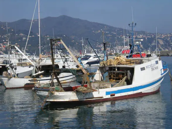 A.A.A. pescatori cercasi, che pesce mangiare? pesce d'agosto
