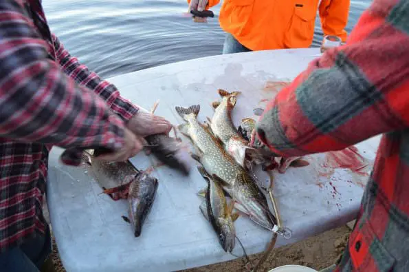 pesce povero, pesci a ottobre