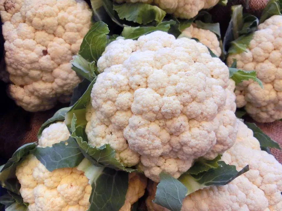 cavolfiore fritto