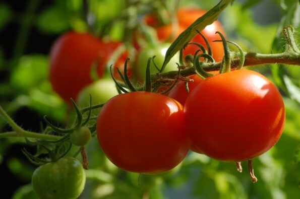 pomodori ripieni