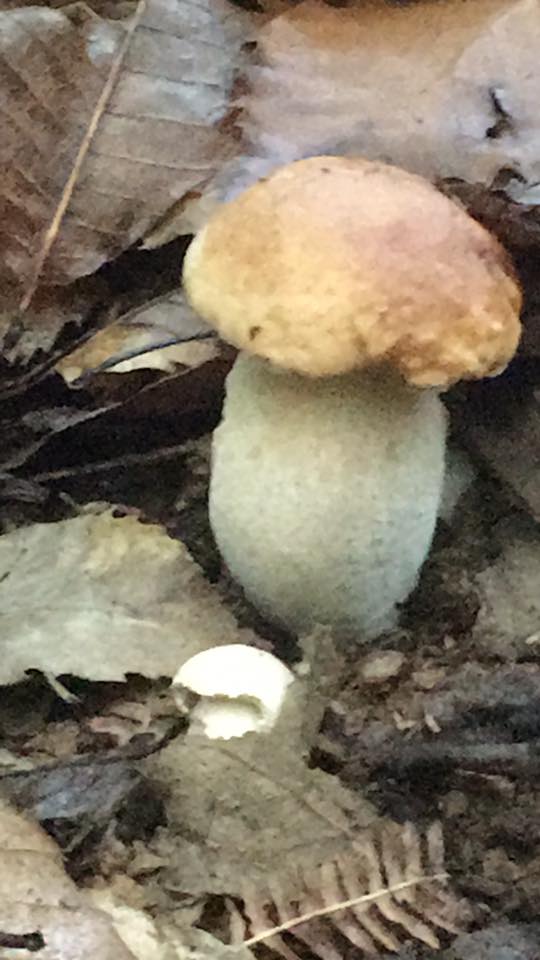 funghi