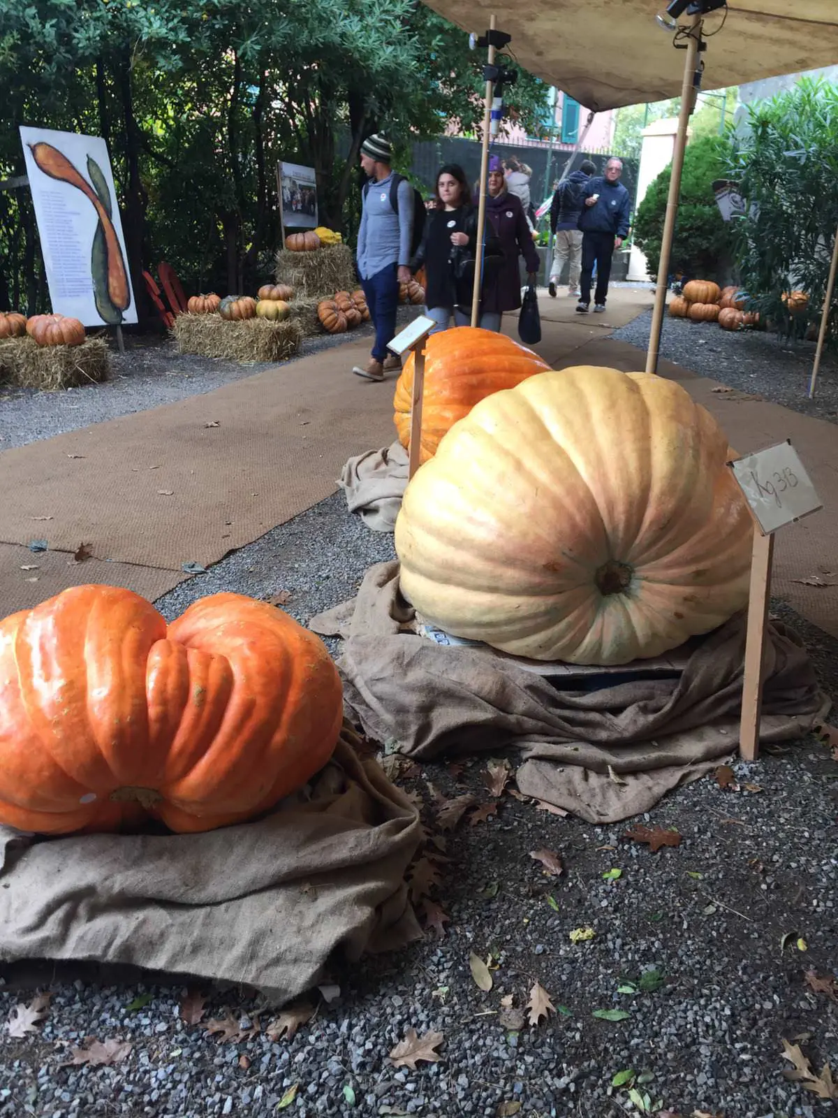 Cucina italiana a dicembre, Mostra della zucca a Murta
