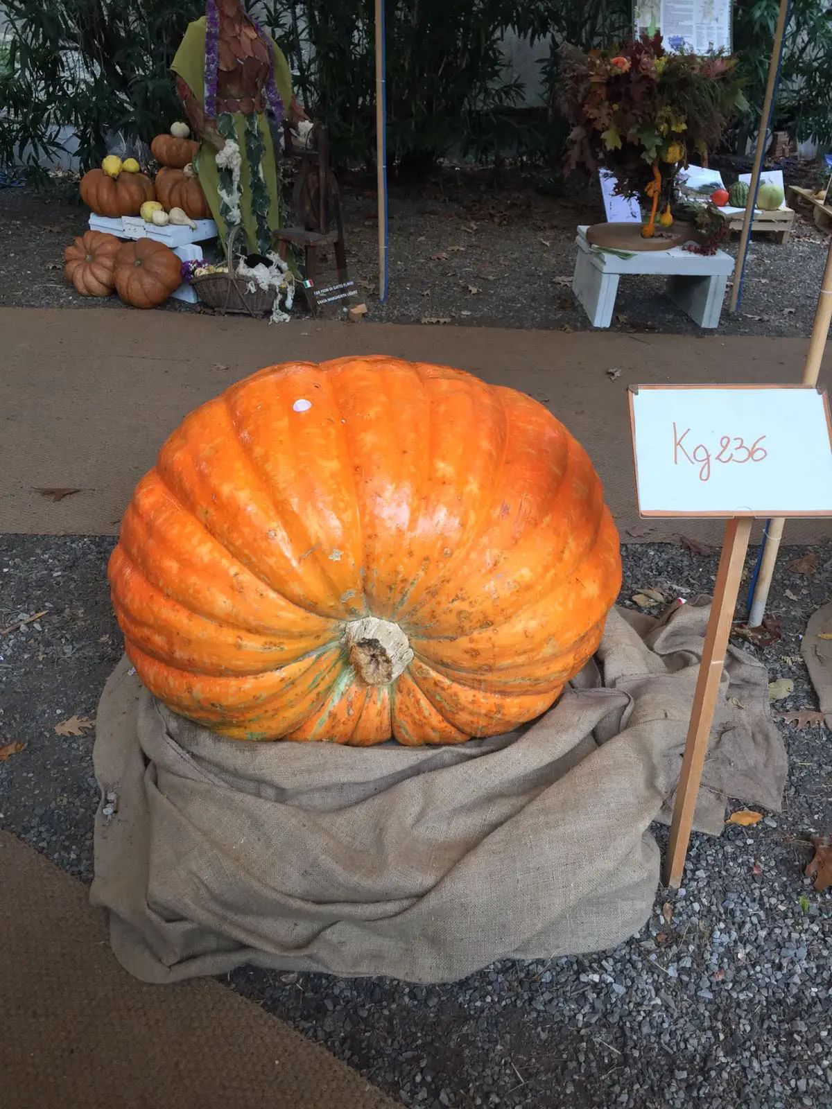 Mostra della zucca