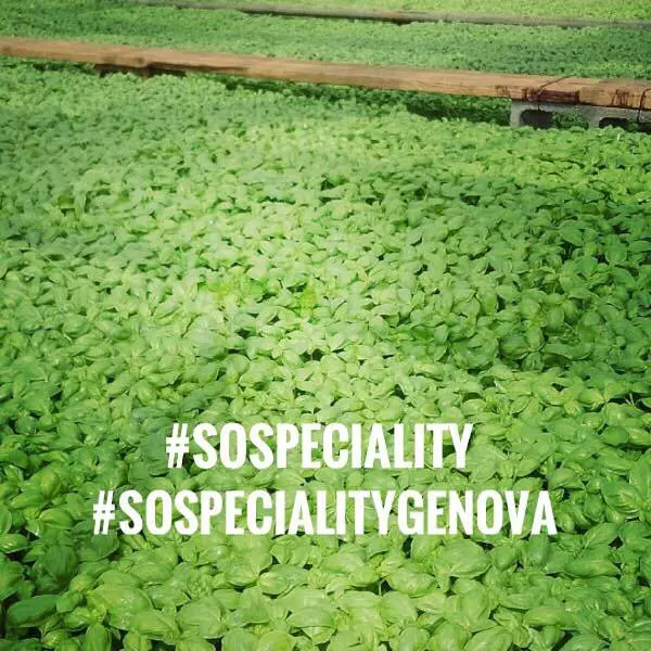 #SoSpeciality basilico