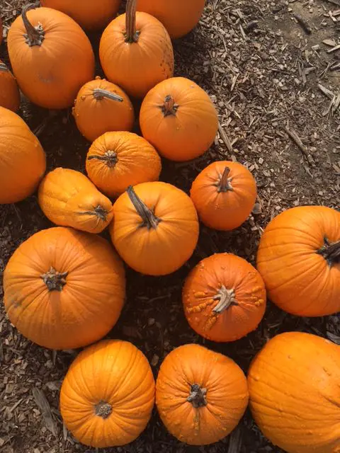 zucca
