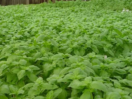Pesto e basilico