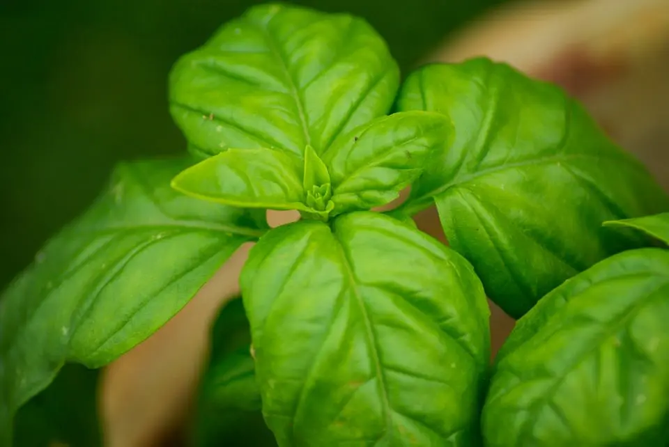 Pesto a parte