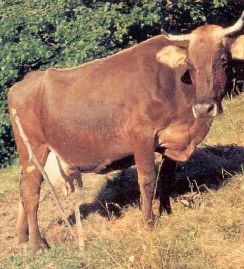 Cabannina, benvenutoindiretta