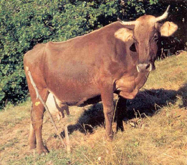 Cabannina, benvenutoindiretta