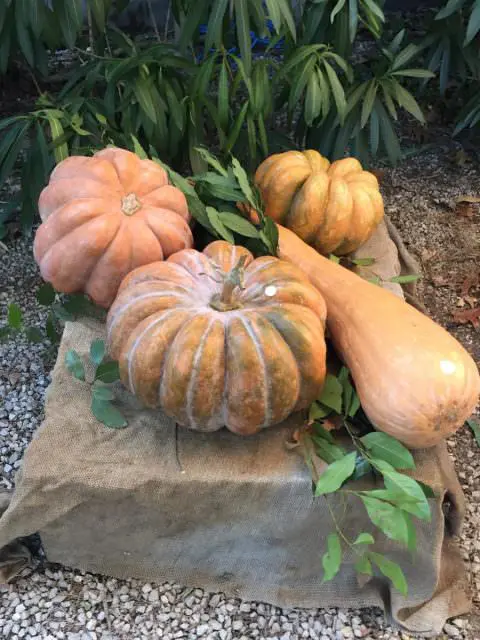 Mostra della zucca, Zena a Toua news