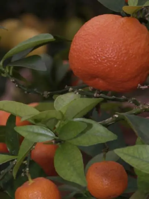 Chinotto di Savona