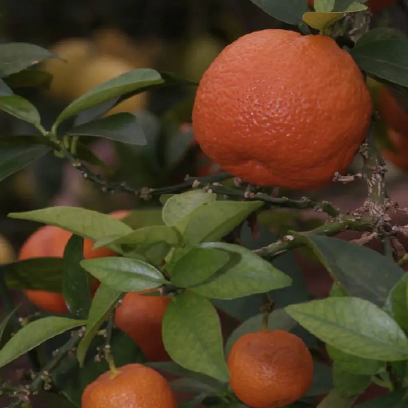 Chinotto di Savona
