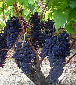 Rossese di Dolceacqua