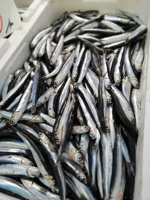 acciughe ripiene fritte