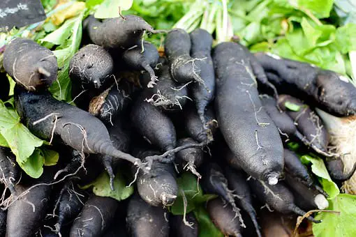 scorzonera in fricassea