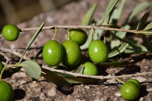 salsa genovese, anatra alle olive