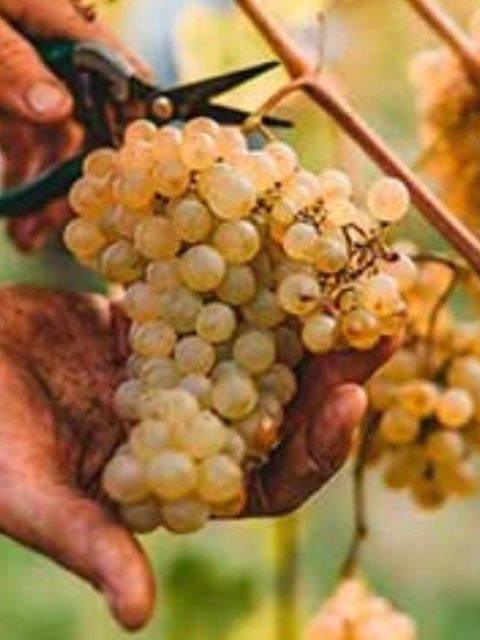 Pigato e Vermentino