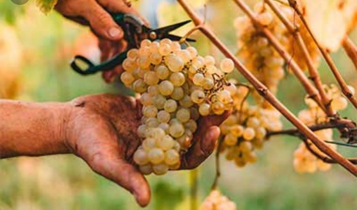 Pigato e Vermentino