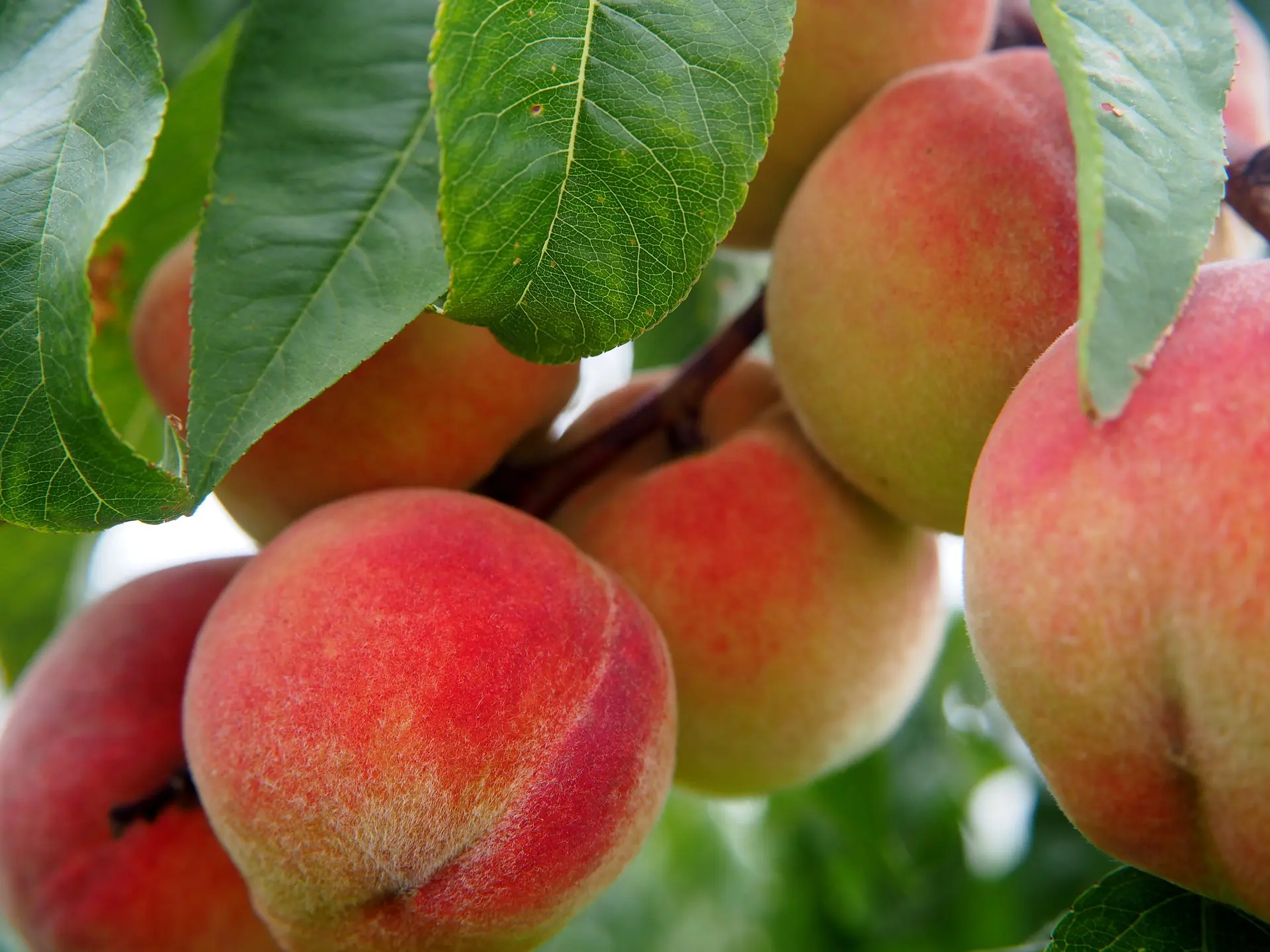 pesche ripiene alla ligure