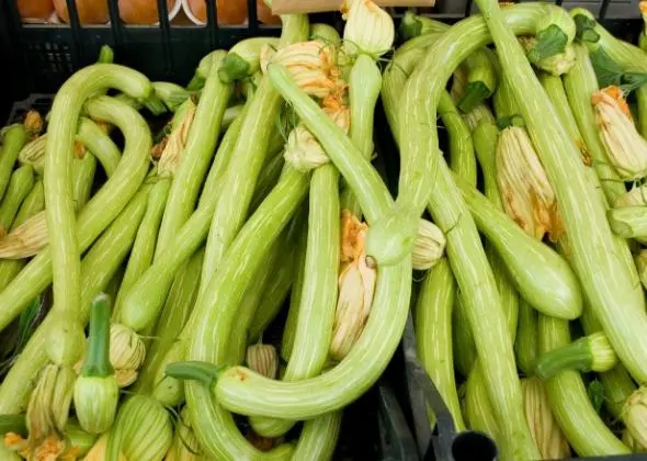 zucchino trombetta