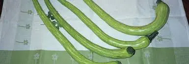 zucchino trombetta