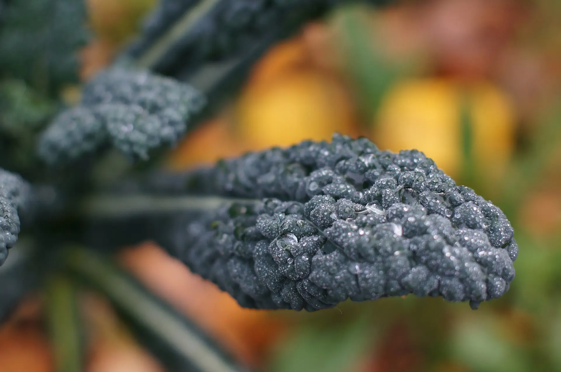 zuppa di riso e cavolo nero
