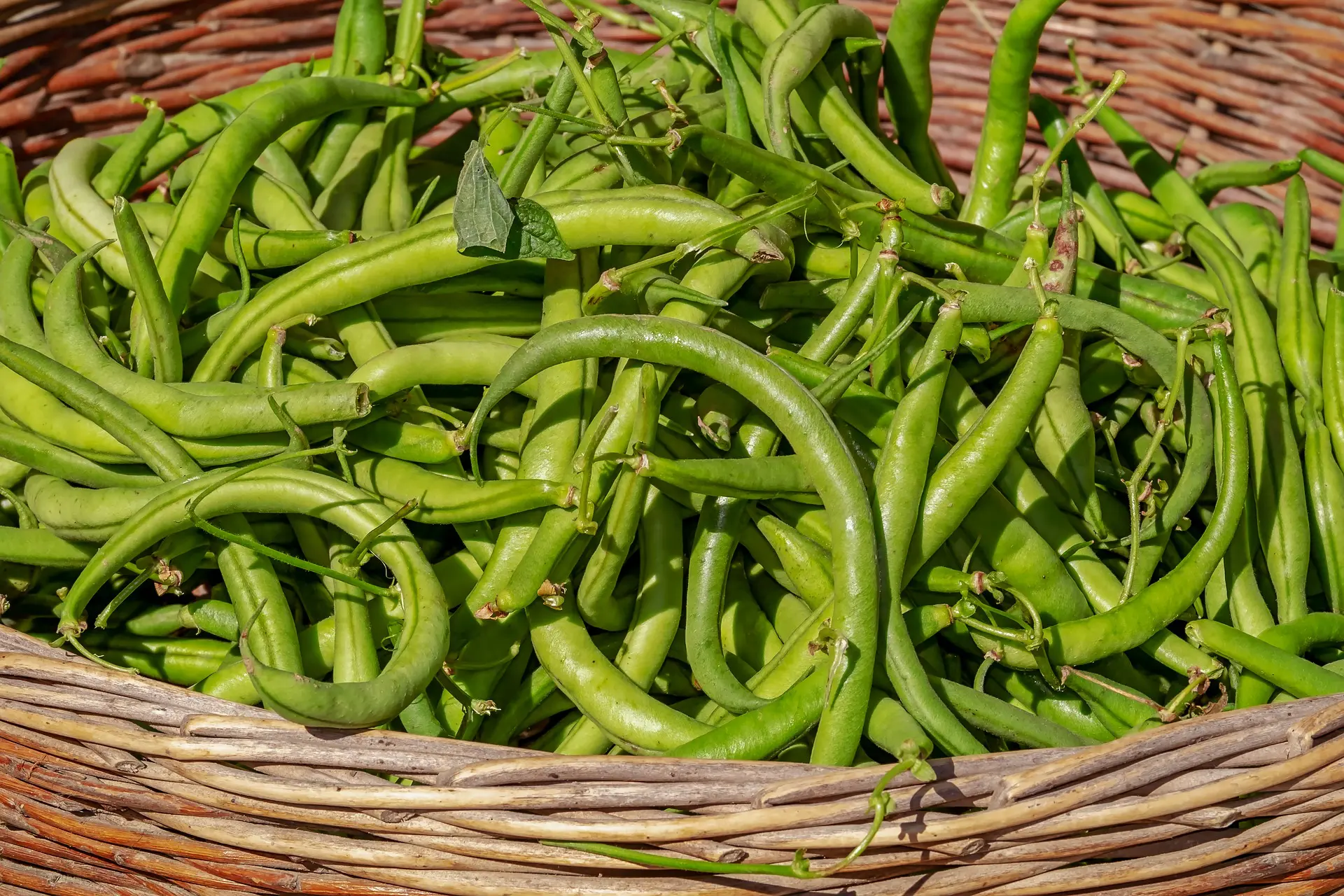 zuppa di fave, marò,