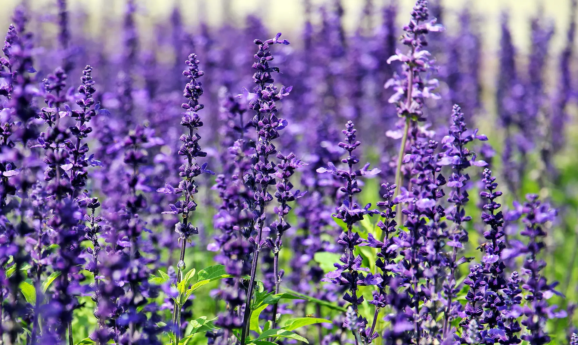 LAVANDA DELLA RIVIERA DEI FIORI