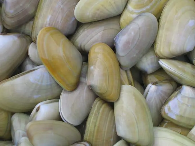 salsa di arselle
