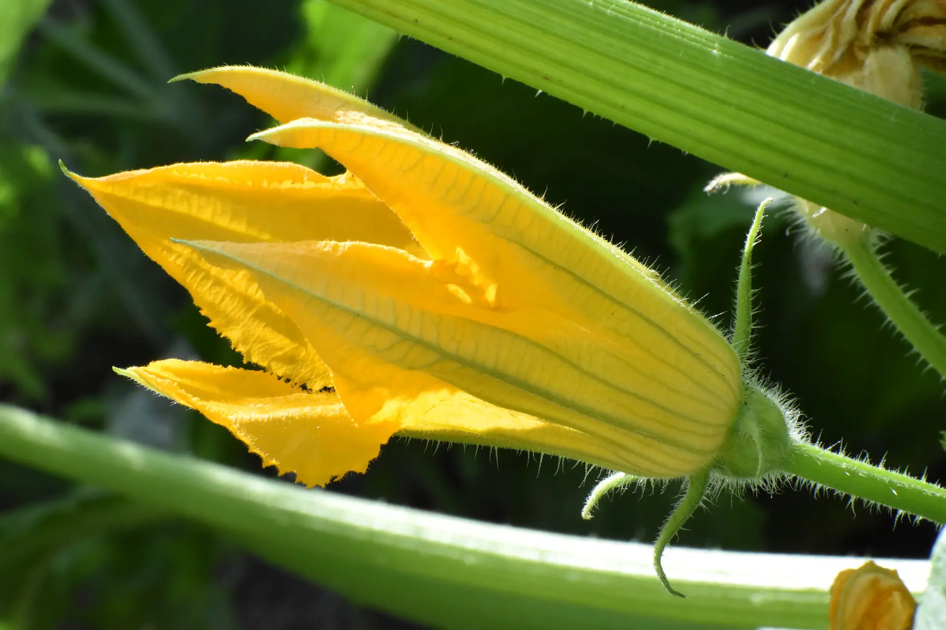fiori di zucchino