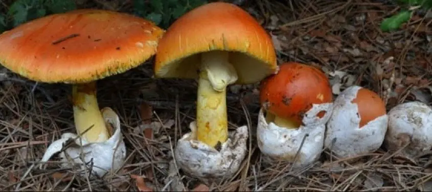funghi rossi