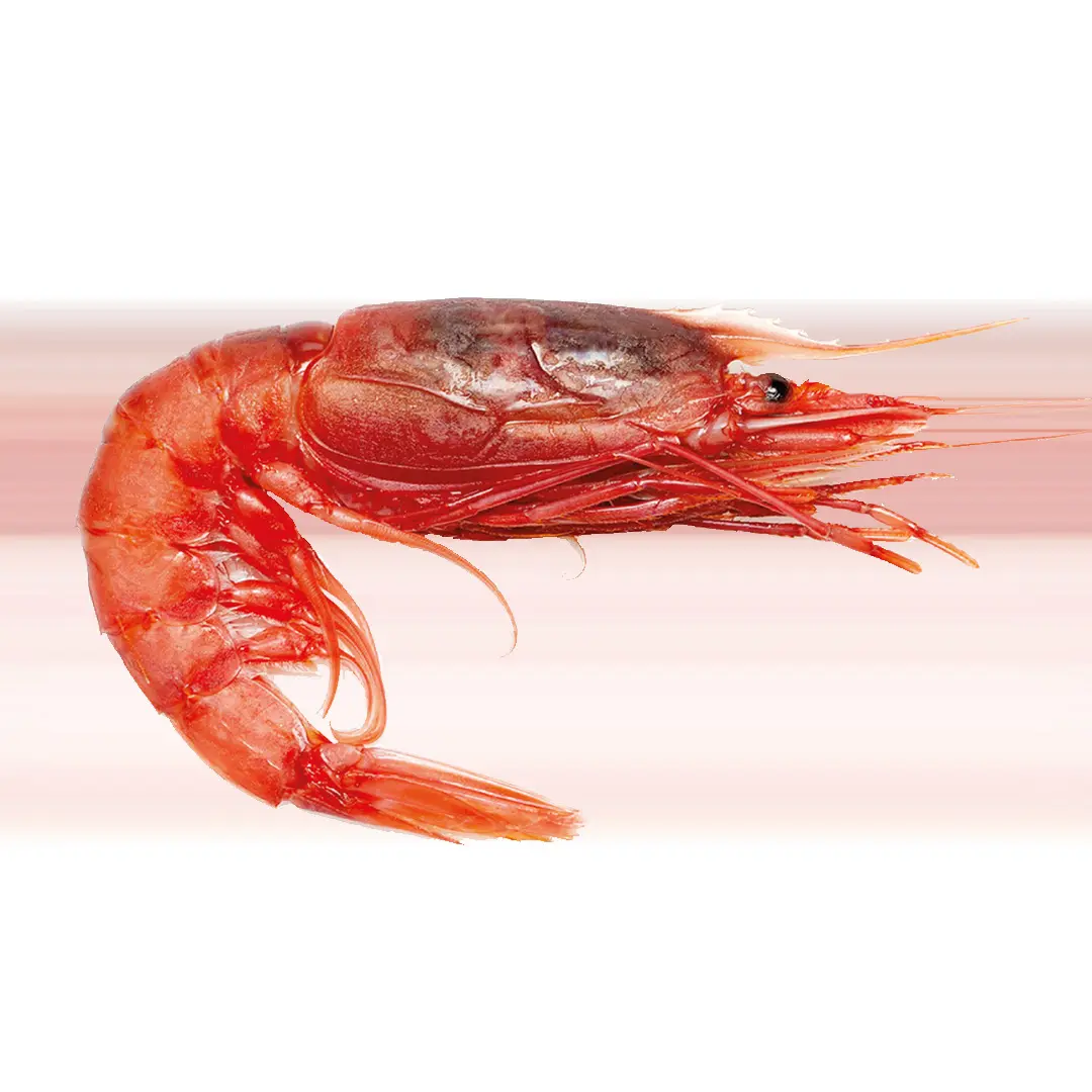 intestino del gambero
