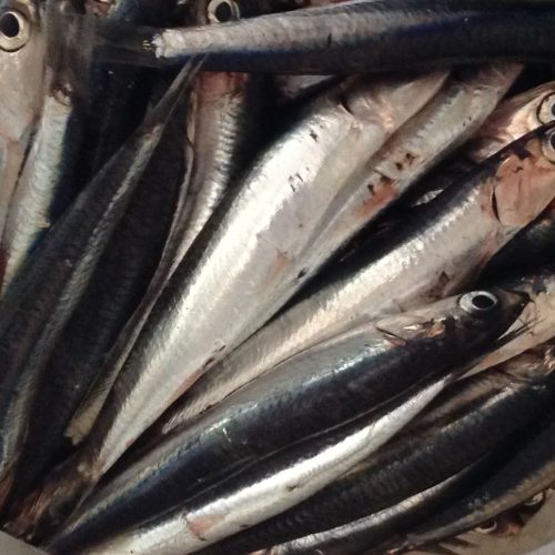 acciughe pesce povero, pesce a febbraio,