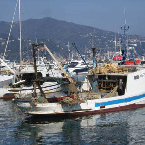 A.A.A. pescatori cercasi, che pesce mangiare? pesce d'agosto