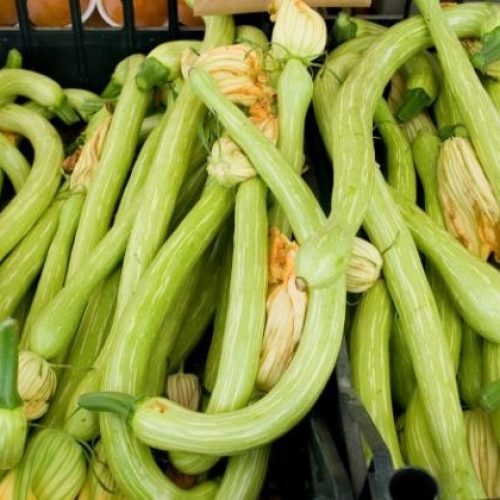 zucchino trombetta